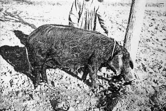 Cerdo murciano primitivo, variedad Gabana (1916)